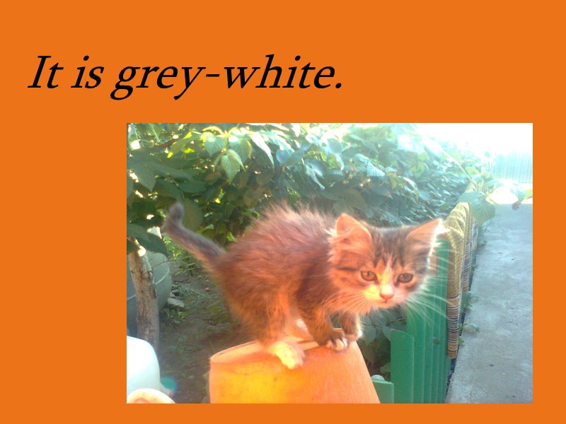 It is grey-white.